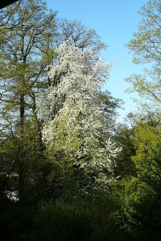 Ferienwohnung Am Krippenhof บาเดน-บาเดน ห้อง รูปภาพ